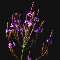 European Blue Vervain