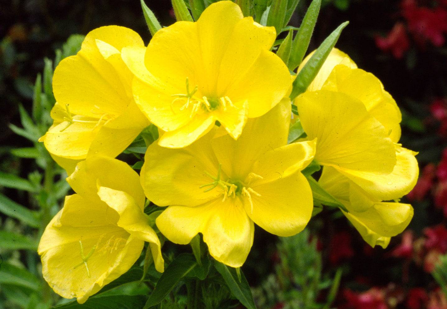 Evening Primrose