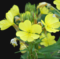 Evening Primrose