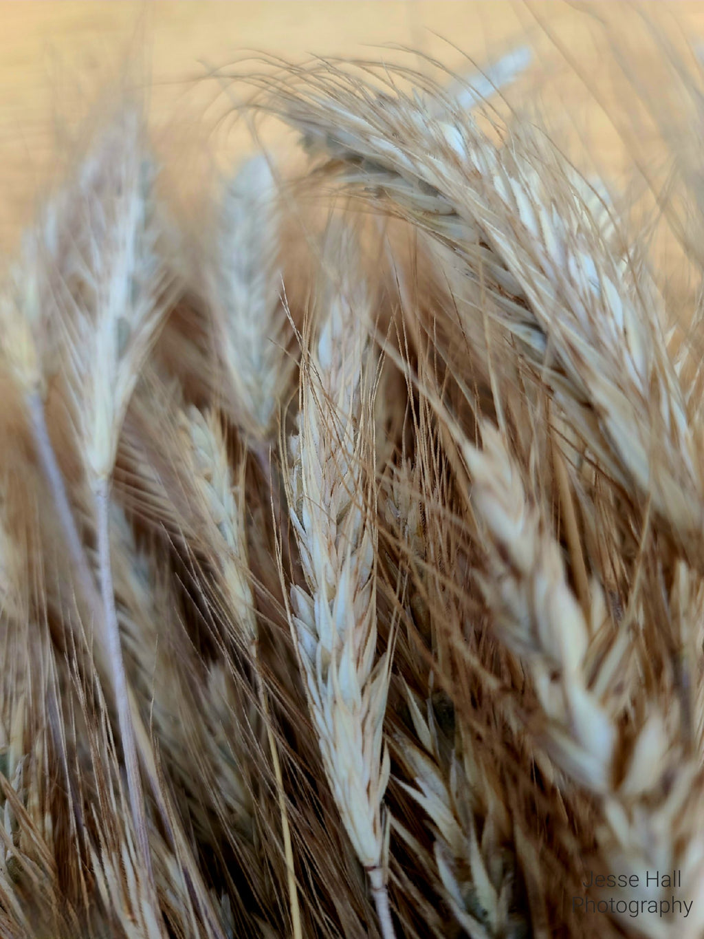 Fall Rye Grain Heads