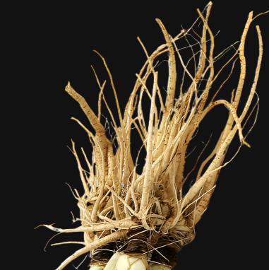 Fennel Roots