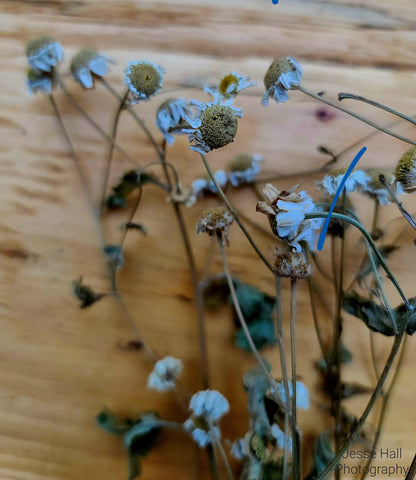 Feverfew for the Meadow Mix