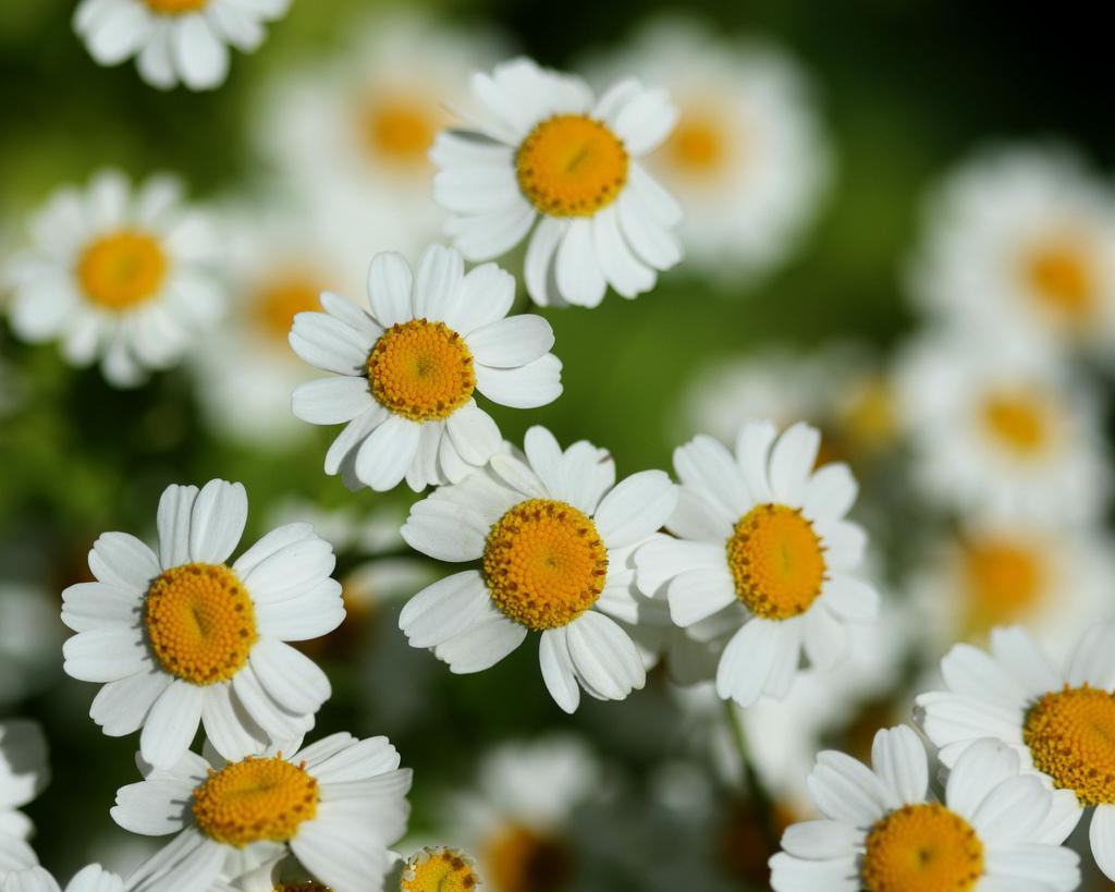 Feverfew