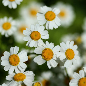 Feverfew