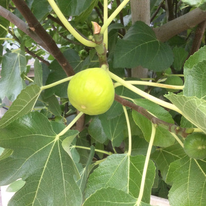 Fig Tree