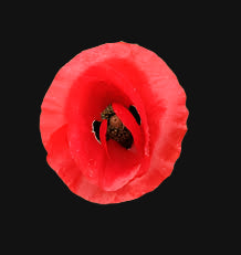 Flanders Poppy