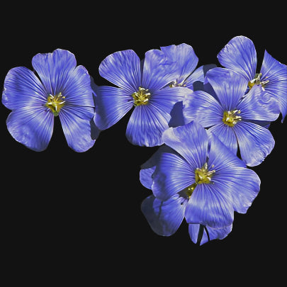 Flax Flowers