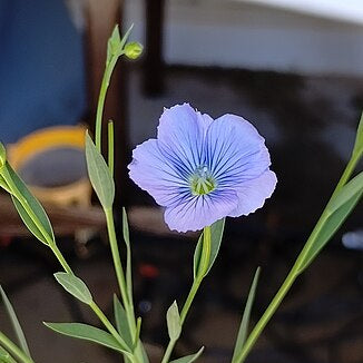 Brown Seed Common Flax