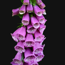 Foxglove