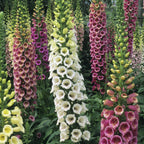 Foxglove