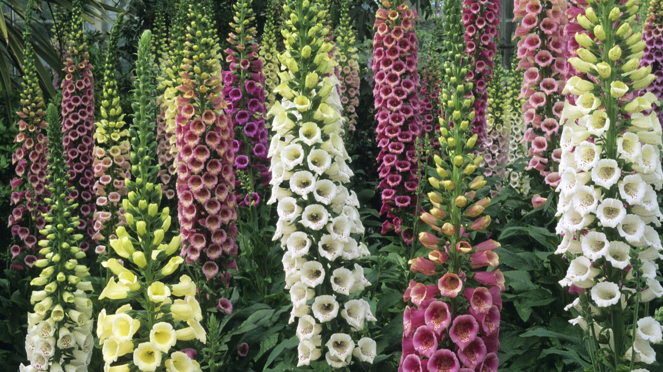 Foxglove