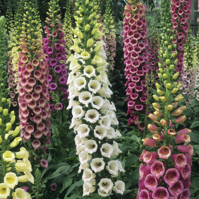 Foxglove