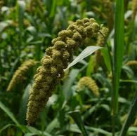 Foxtail Millet