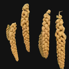 Foxtail Millet
