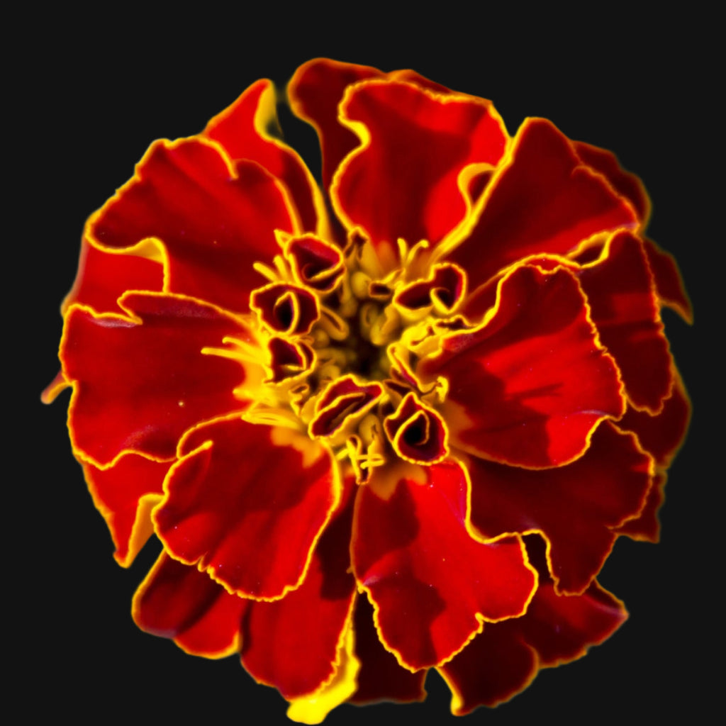 French Marigold