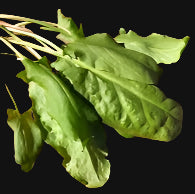 French Sorrel