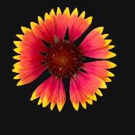 Gaillardia Flower