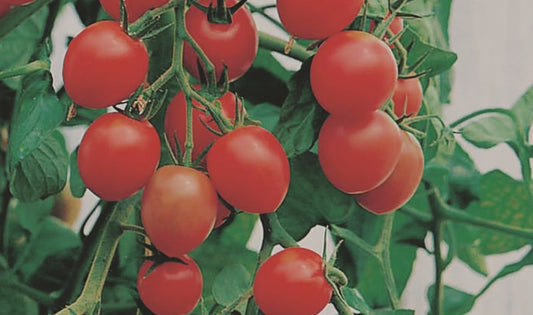 Gardener's Delight Tomato