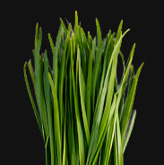 Garlic Chives