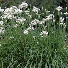 Garlic Chives Clump with Flowers