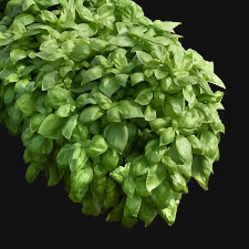 Genovese Basil