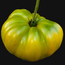 Giant Green Cherokee Tomato