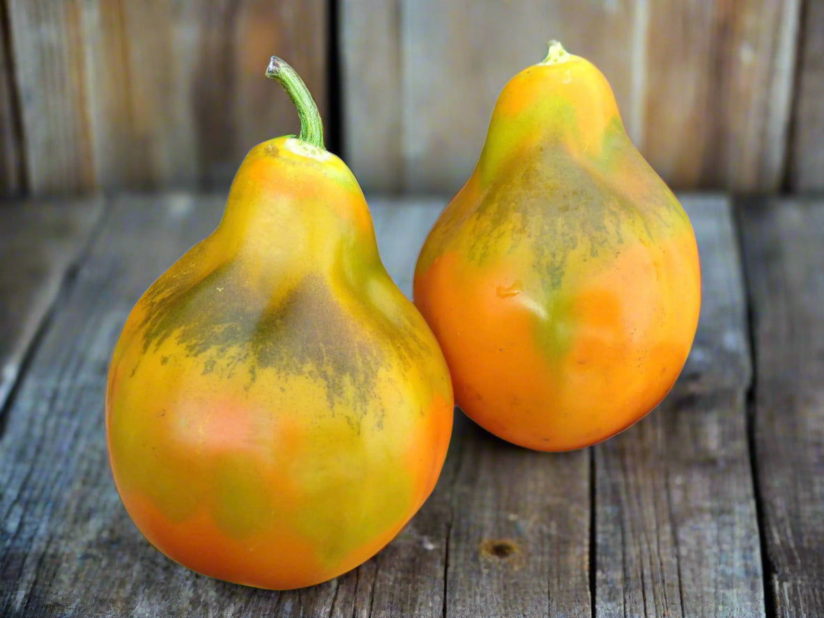 Giant Orange Pear Tomato