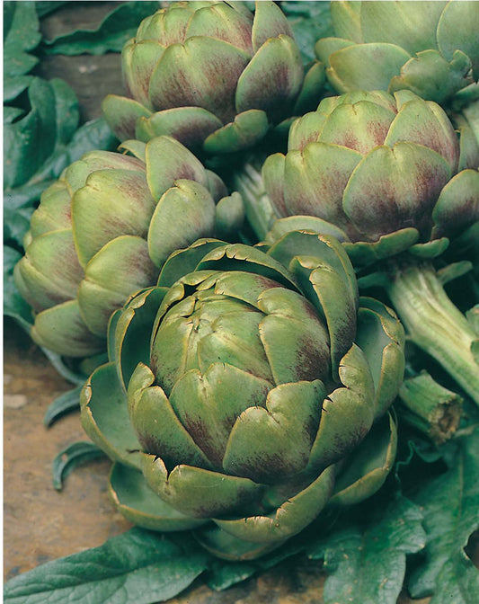 Globe Artichoke