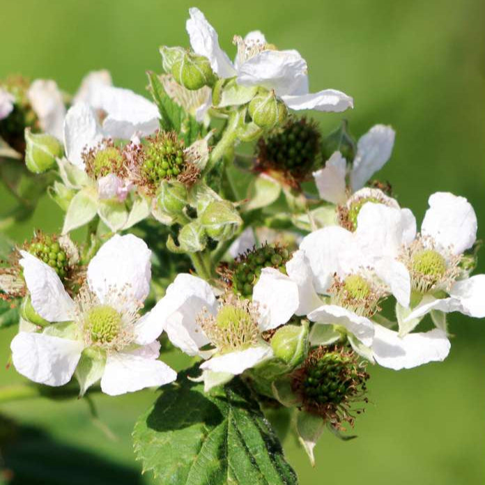 Golden Raspberry (Fall Gold)