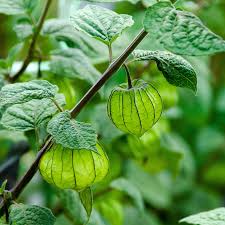 Golden Berry Plant