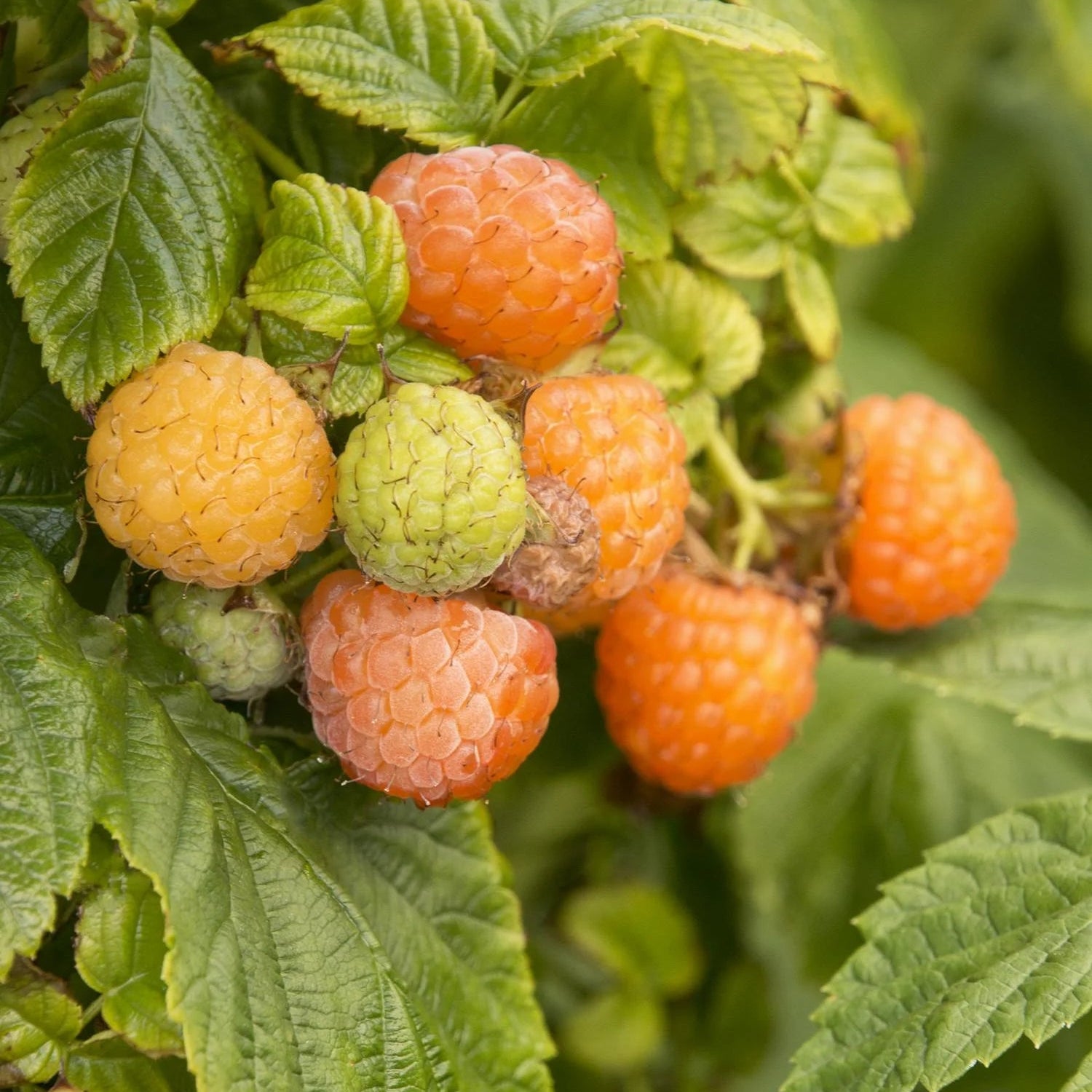 Golden Raspberry (Fall Gold)