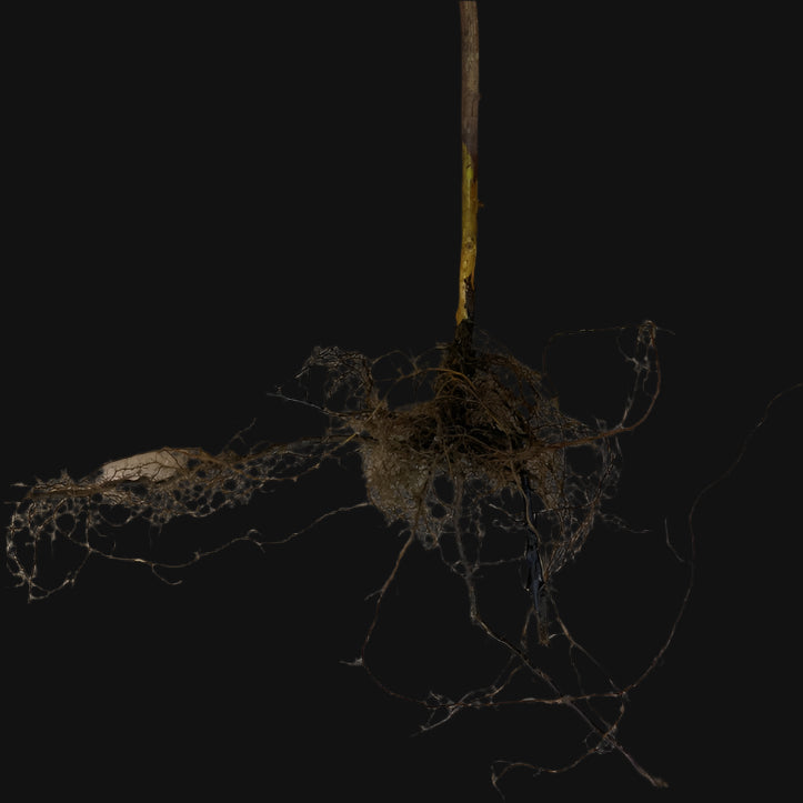Golden Raspberry (Fall Gold) Roots