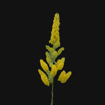 Goldenrod