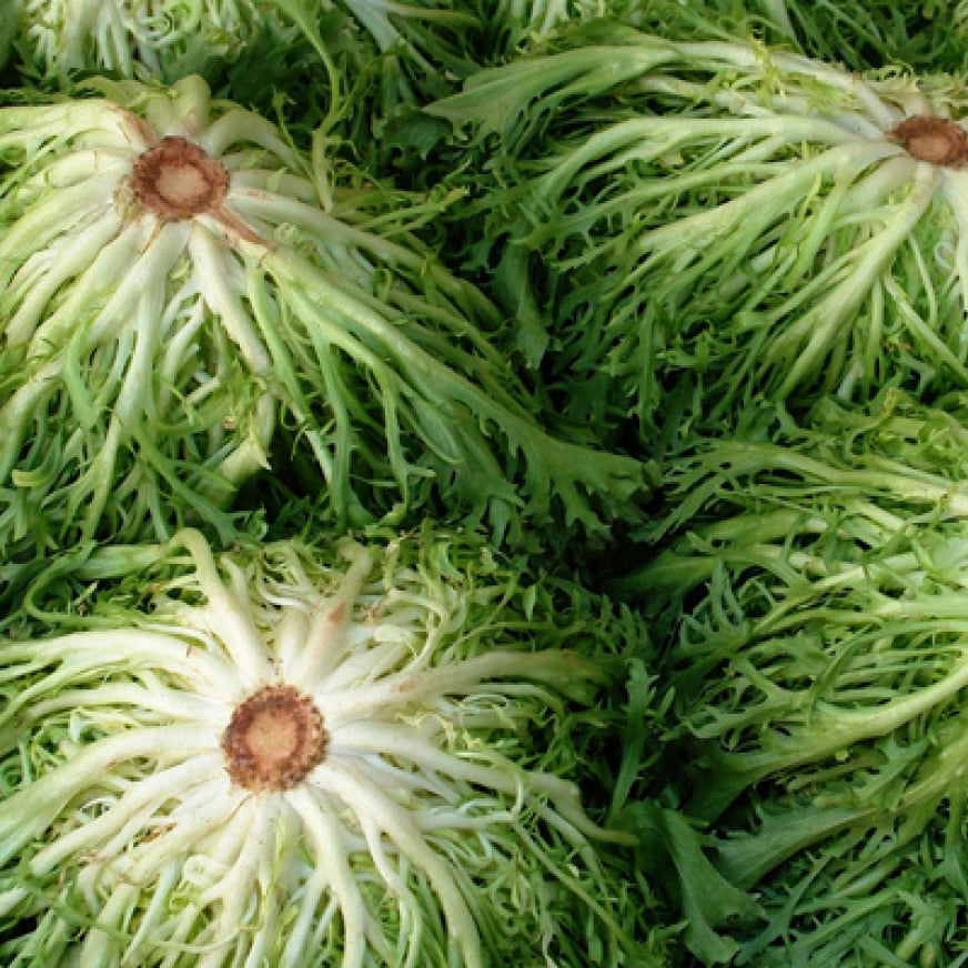 Andive Buy Organic Greek Frisee Endive Seeds Canada | Metchosin Farm