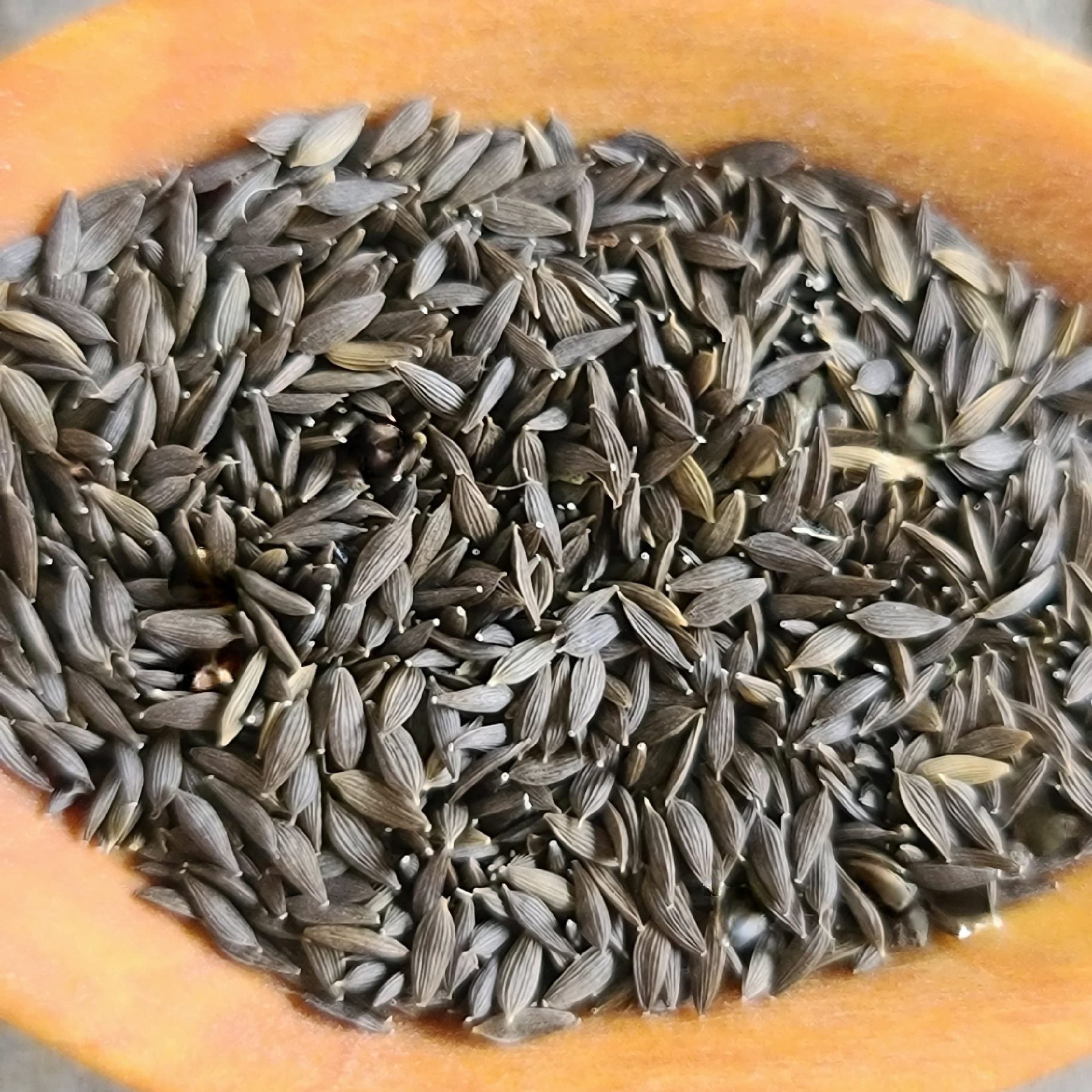 Green Curled Lettuce Seeds