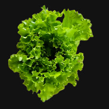 Green Curled Lettuce