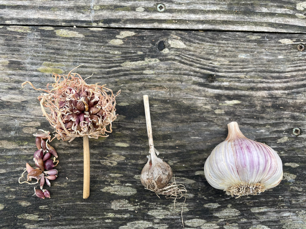 Bogatyr Garlic Bulbils
