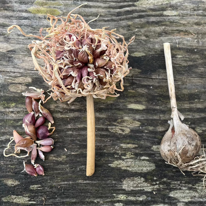 Mixed Garlic Bulbils