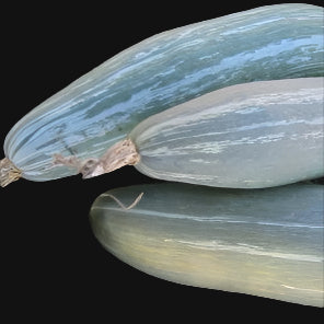 Guatemalan Blue Squash