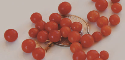 Hawaiian Currant Tomato