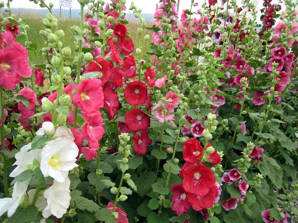 Hollyhock Mix