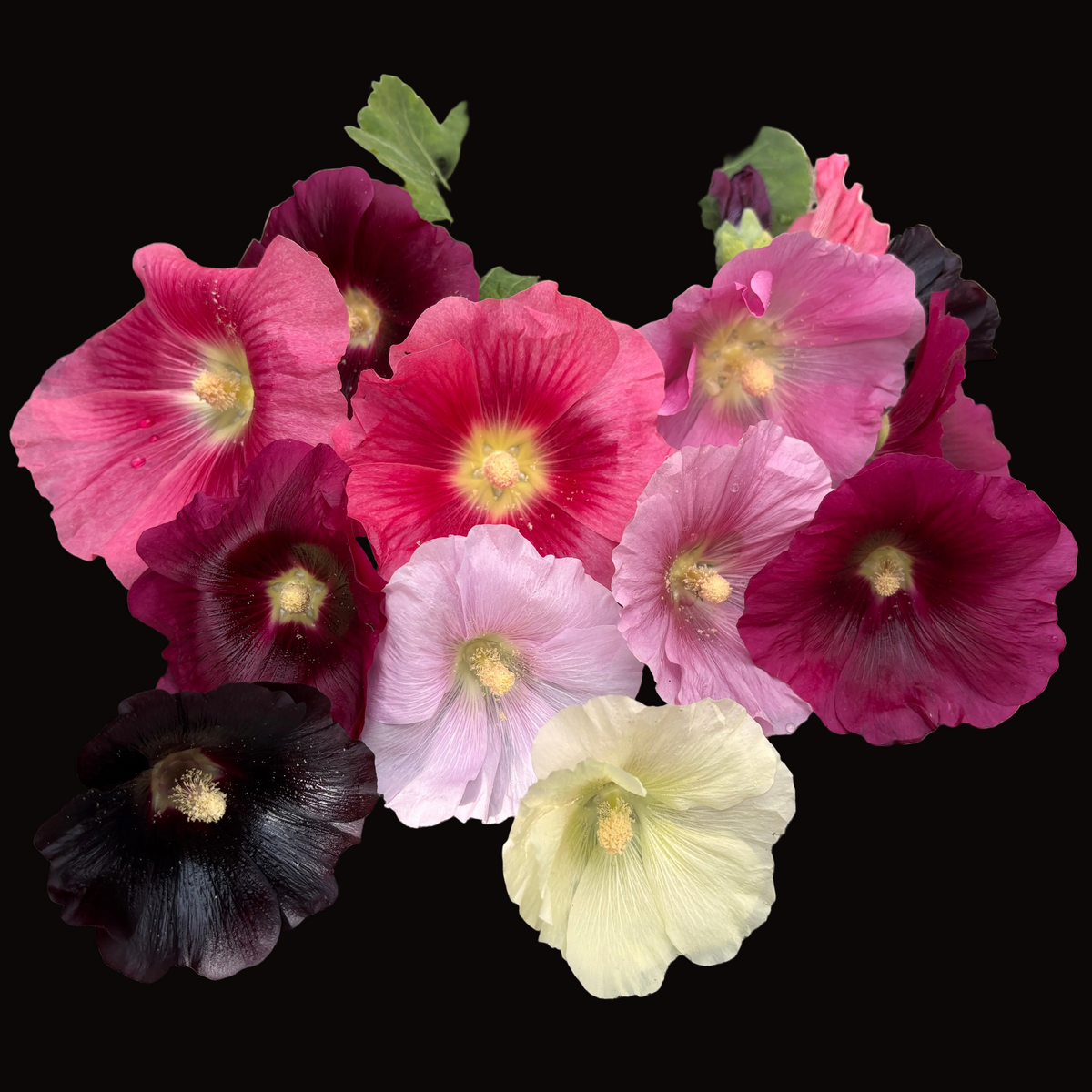 Hollyhock Mix