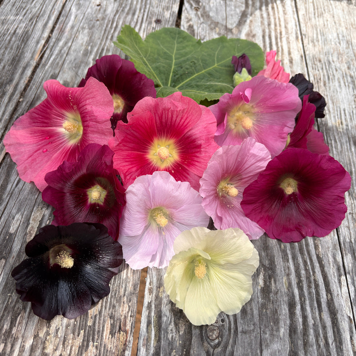 Hollyhock Mix