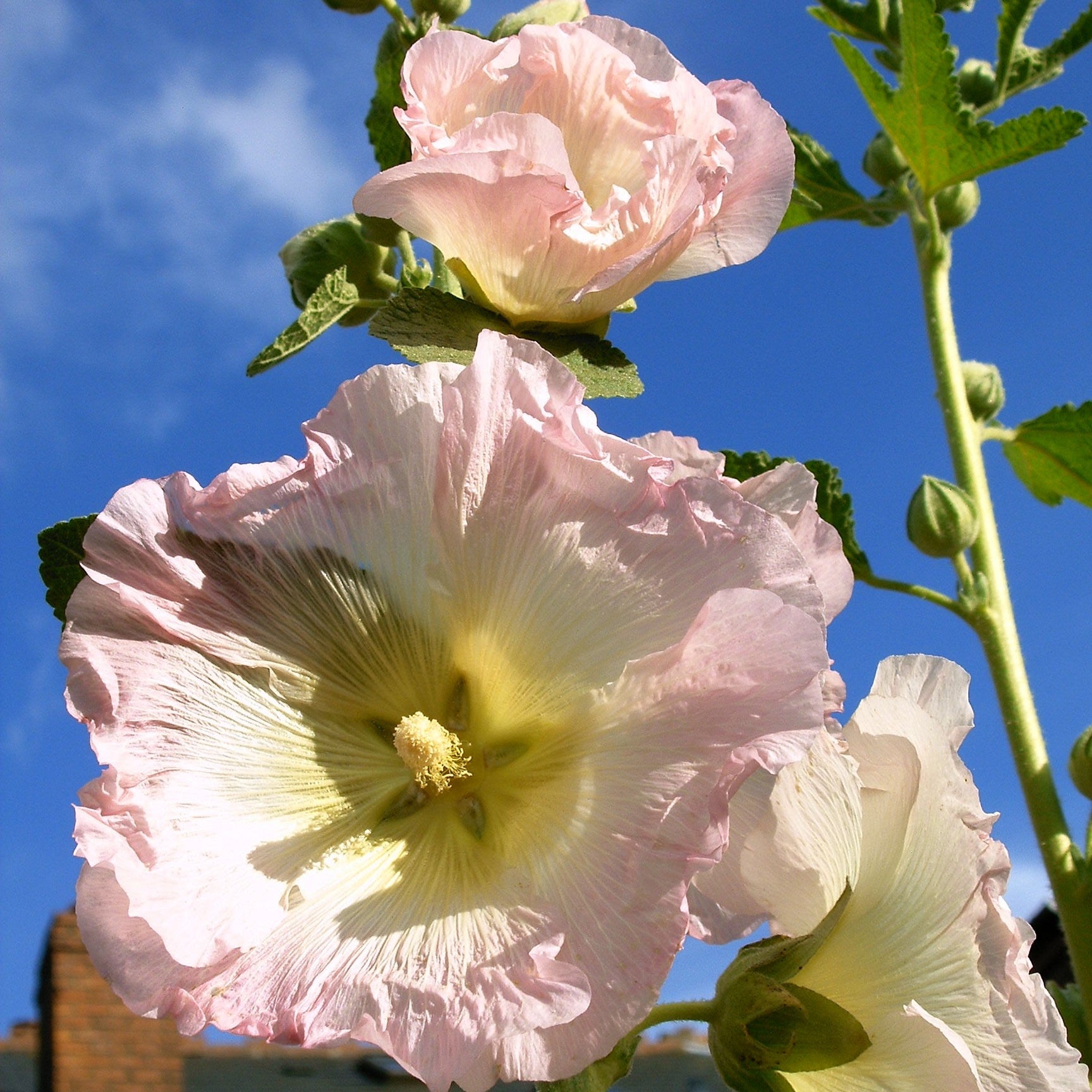 Hollyhock pale pink with blue sky