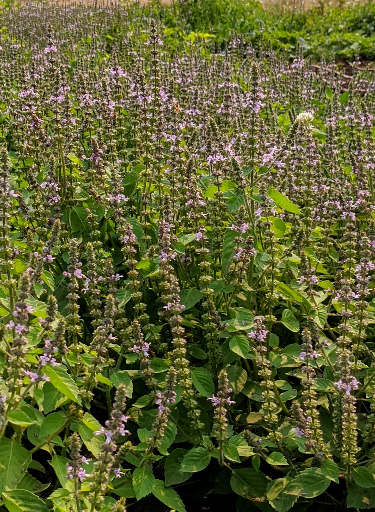 Holy Basil