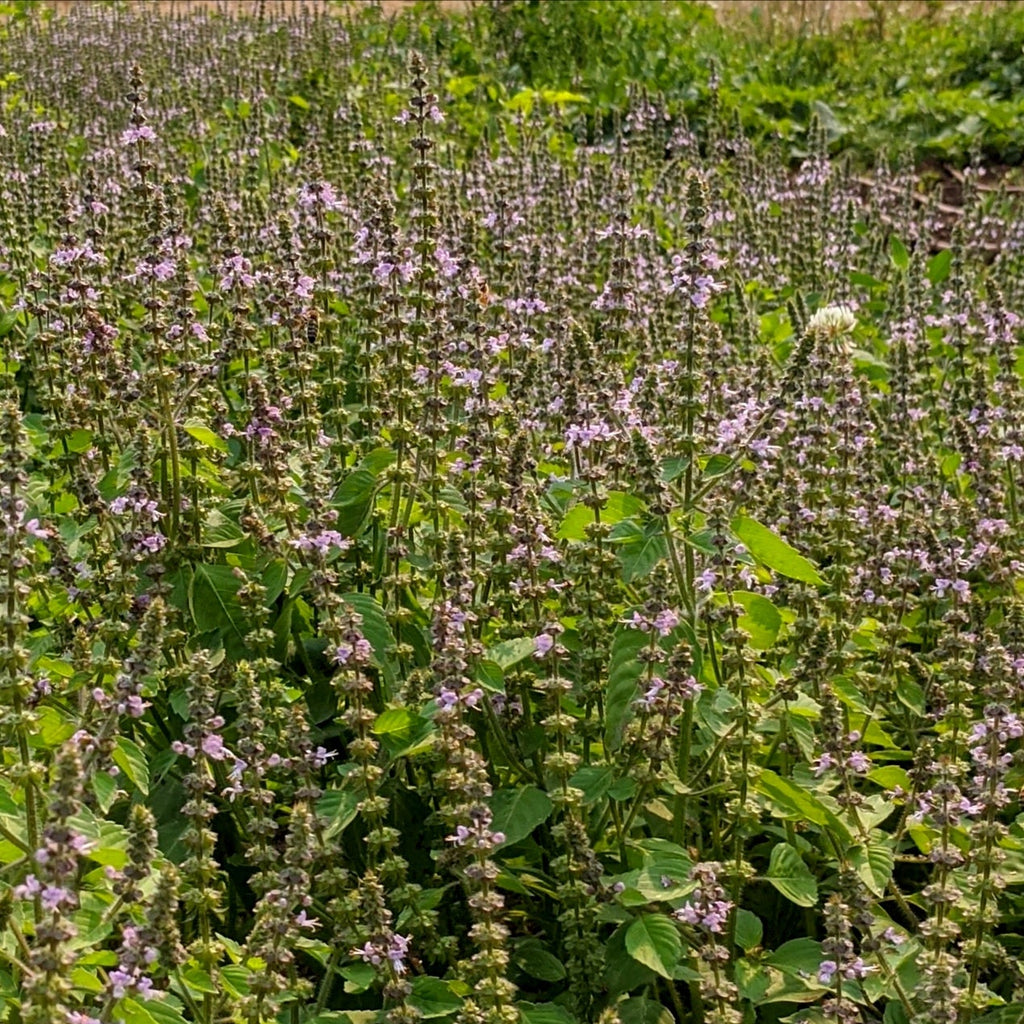 The Plant Medicine Collection