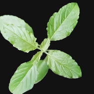 Holy Basil