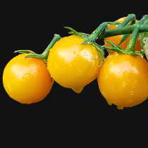 Honey Cherry Tomato