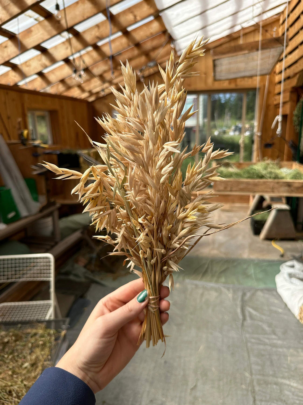 Hulless Oat Spray in the Seed House