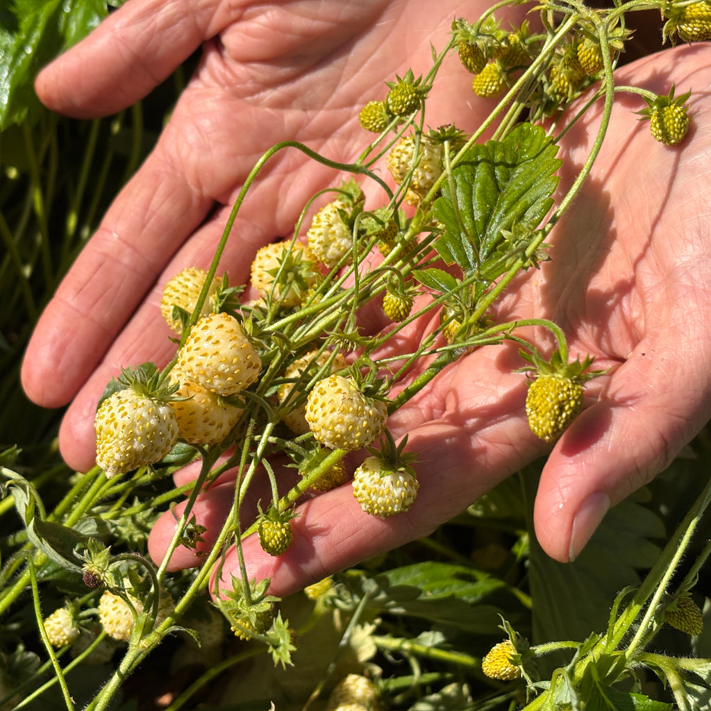 White Alpine Strawberry